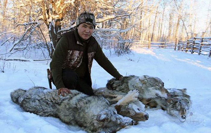 　　雅库特地区位于西伯利亚东部，是俄罗斯面积最大、最寒冷的地区。目前，狼群给当地居民的生活带来很大的困扰，它们每年吃掉9000头驯鹿和500匹马，造成200万英镑（约合人民币1680万元）的损失。不过，当地政府资金不足，雇用猎人猎狼以及偶尔出动大型直升机猎狼都被认为不经济有效，于是便想出了这样一个提案。