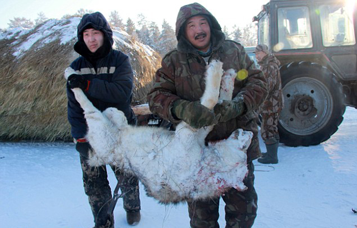 　　俄罗斯一名议员提议，在雅库特地区开发乘直升机射狼游猎项目，为富裕的游客提供新玩法，同时也减少狼群给当地居民带来的忧患和损失。