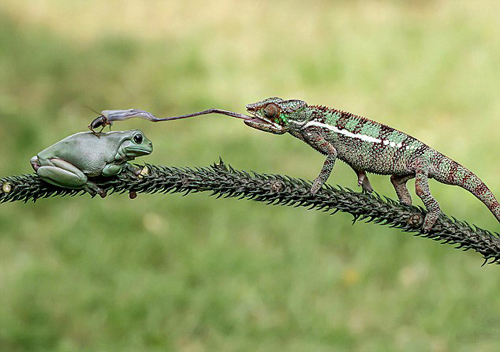 青蛙背上捕蟋蟀 这只长舌蜥蜴上演“隔空取食”