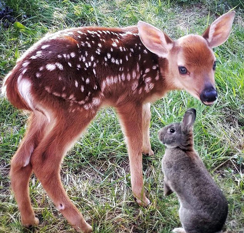 暖心！美国动物救助中心小鹿小兔相互作伴成好友