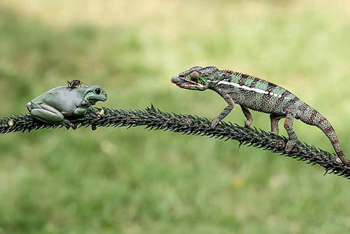 长舌蜥蜴太会玩：长舌一伸 卷走青蛙背上的蟋蟀