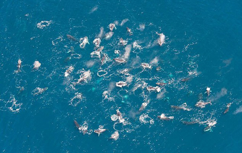 不可思议！濒危座头鲸大量聚集 罕见现象引人惊叹