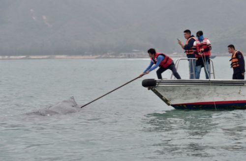 解救被困抹香鲸最新进展：专家组最后确定选择自然死