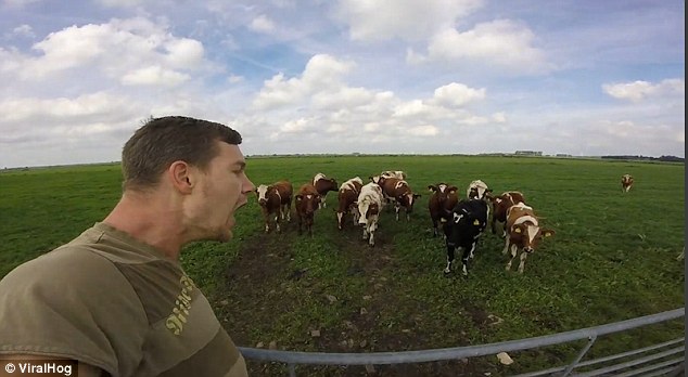 荷兰男子“打嗝”声音 竟能吸引牛群走红网络
