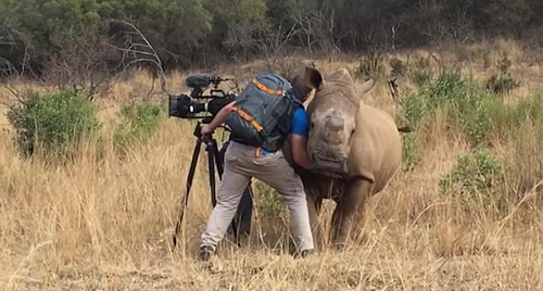 可爱！南非野犀牛靠近摄影师请求为自己按摩肚子