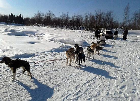 英勇！九只雪橇犬齐力拉出被困雪地越野车