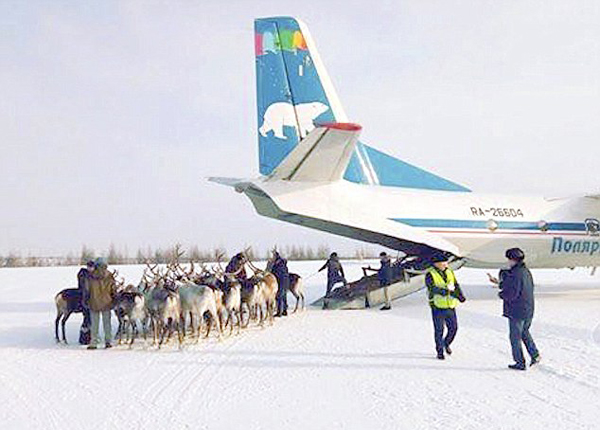 人与鹿同舱！俄空运数十只驯鹿参加驯鹿牧民大赛