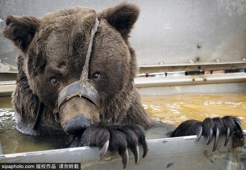 俄罗斯伏尔加格勒地区，驯兽师帕维尔（Pavel Kudrya）和他的两头马戏团表演熊。这两头熊曾在俄罗斯国家马戏团 （Rosgostsirk）表演，2014年马戏团裁减规模之后，帕维尔就在自己的乡间宅第饲养着它们，两只熊有时候在俄罗斯熊展上表演。