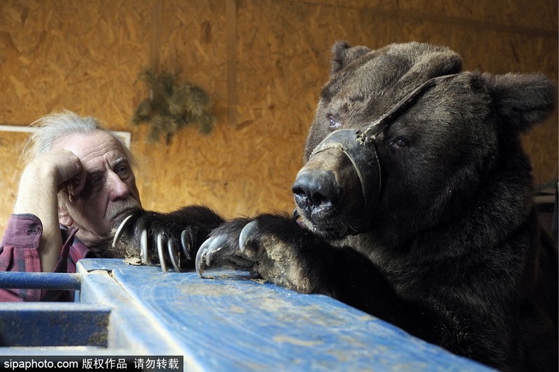俄罗斯伏尔加格勒地区，驯兽师帕维尔（Pavel Kudrya）和他的两头马戏团表演熊。这两头熊曾在俄罗斯国家马戏团 （Rosgostsirk）表演，2014年马戏团裁减规模之后，帕维尔就在自己的乡间宅第饲养着它们，两只熊有时候在俄罗斯熊展上表演。