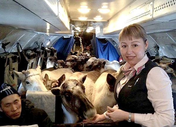 罕见！俄罗斯数十只驯鹿齐搭飞机去参赛 颇为壮观