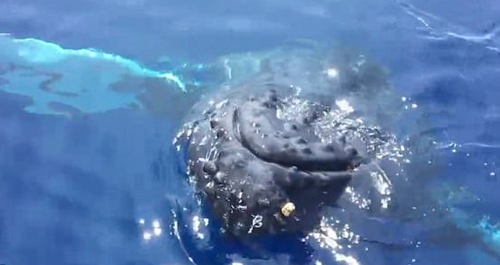 成精了！夏威夷鲸鱼摆鳍 似与游客“打招呼”