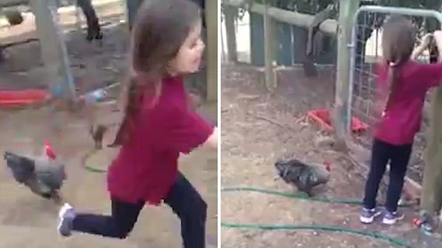 搞笑！澳大利亚小女孩赶鸡进笼不成 反被公鸡追