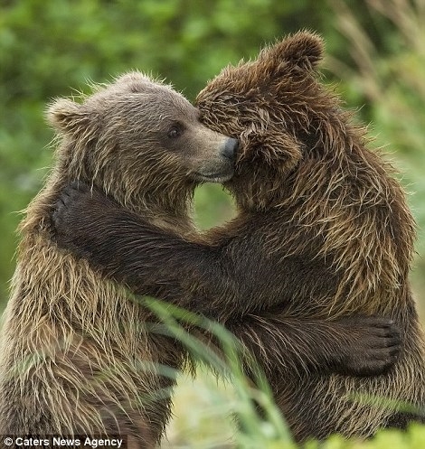 棕熊兄妹被抛弃后重逢 紧紧熊抱令人动容