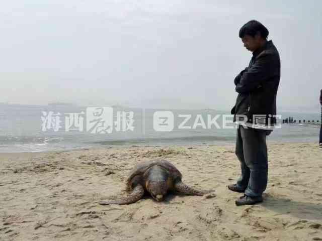 厦门海滩惊现大海龟 背上画有神秘图案