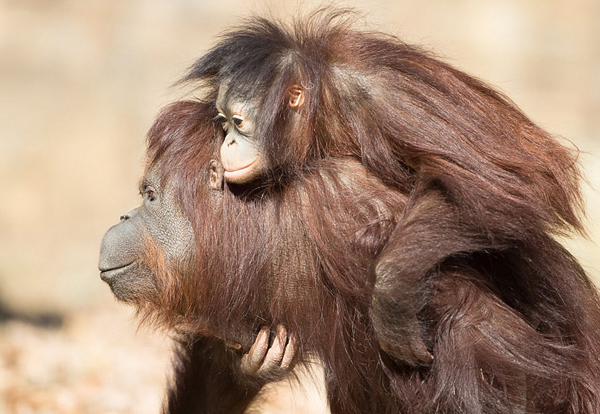 温馨！出生就被遗弃的红毛猩猩给了养母大大拥抱
