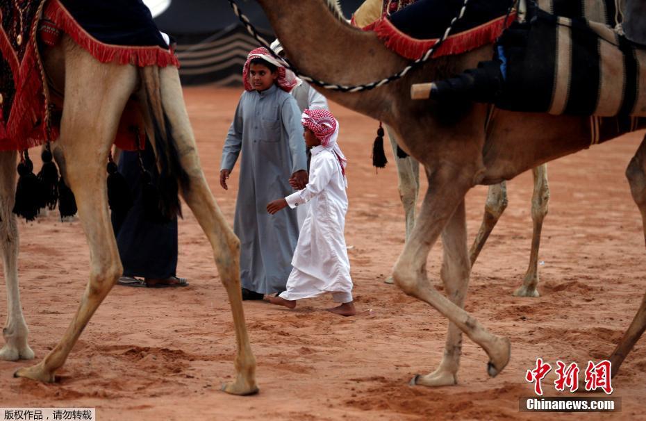 沙特骆驼节将选出最美骆驼小姐 奖金3000万美元