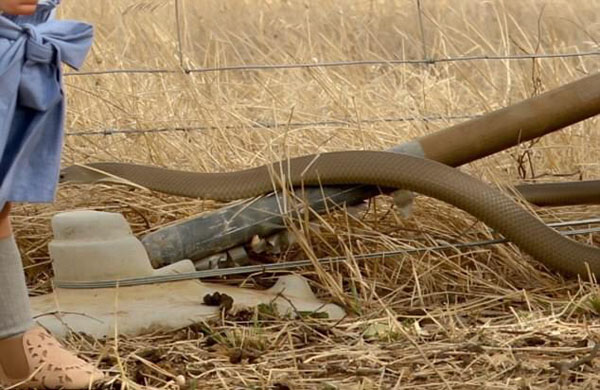 惊险一刻！澳女子拍照时在2岁女儿脚下发现大蛇