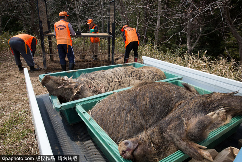 当地时间2017年3月30日，日本福岛，日本相关防控部门猎杀放射变异野猪。由于这些野猪生活在放射性沾染区且吃着带有放射性的食物，所以它们自身也开始带有放射性，而这意味着它们的肉无法拿来食用。于是这些野猪的处理也变成了一个问题，随着猎杀放射性猪数量的不断增长，它们加起来的重量都已经到达了上百万磅，为此，相关部门选择掩埋的方式进行处理。Richard Atrero de Guzman/NurPhot/SIPAPHOTO