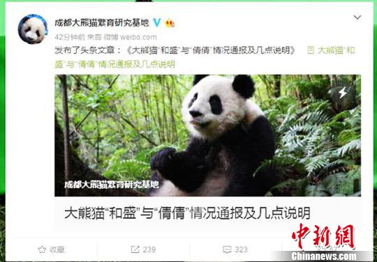 大熊猫“和盛”野化放归期间遭不明动物攻击致死