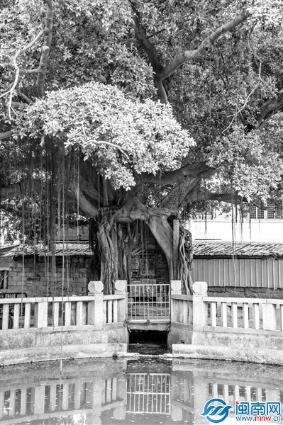 奇！古榕树肚里藏座庙 位于石狮灵秀港塘村
