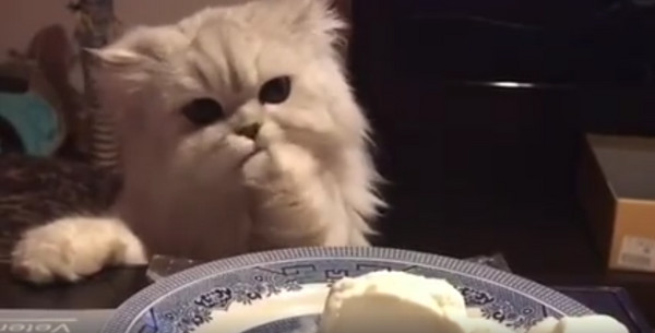 萌猫偷吃蛋糕被拍 网友：看完好疗愈