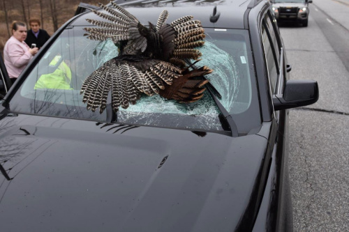 美家庭行车遇意外 火鸡“碰瓷”砸穿挡风玻璃