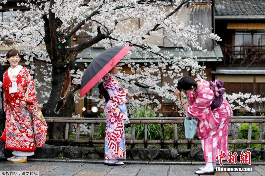 日本京都樱花烂漫 俏丽女生穿和服赏景