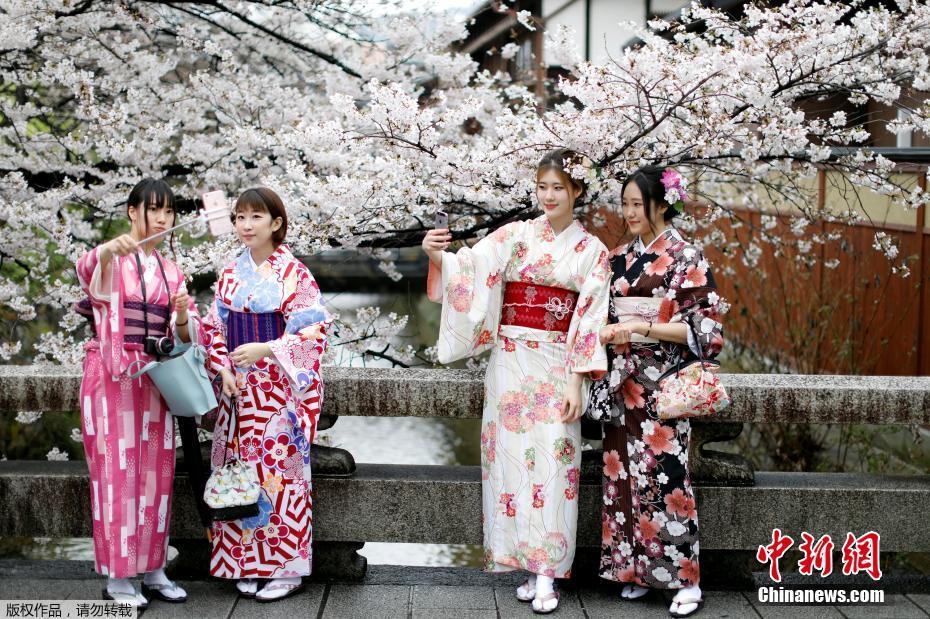 日本京都樱花烂漫 俏丽女生穿和服赏景