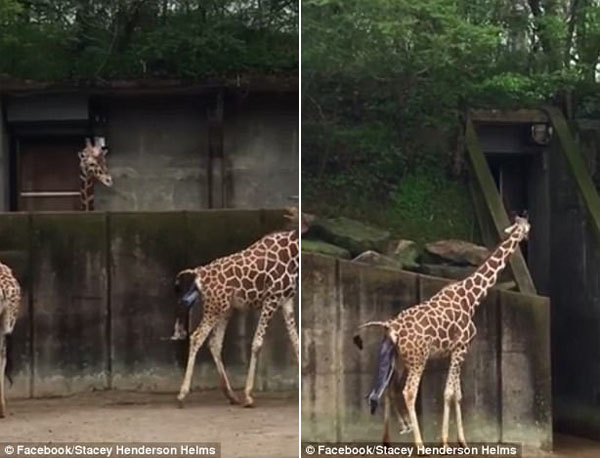 美动物园游客拍长颈鹿宝宝出生瞬间 引网友热议