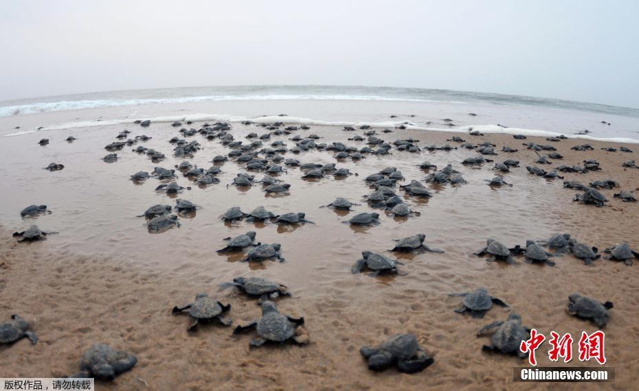 上万只新生太平洋丽龟爬出印度海滩 太平洋丽龟特征习性是什么？