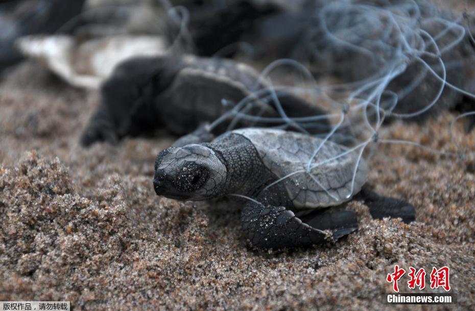 上万只新生太平洋丽龟爬出印度海滩 太平洋丽龟特征习性是什么？