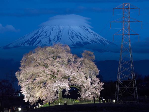 2017日本最美樱花照片：第一张就陶醉了