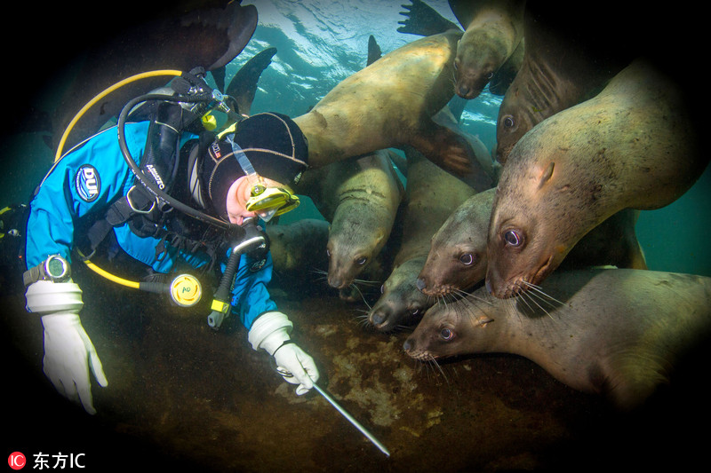 摄影师潜水遭海狮热情围堵 场面堪比粉丝见偶像