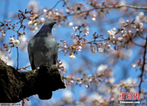 在日本京都，大片樱花盛放，当地民众身着和服赏樱，极富民族特色的衣着与撩人的春色交相辉映。