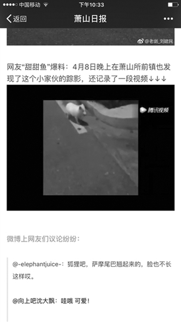白狐闯入杭州一高中被赶跑，专家：血统纯正野生，或来自北极