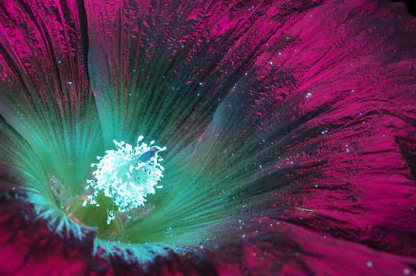 紫外线下拍摄的花朵 原来是这般美丽模样
