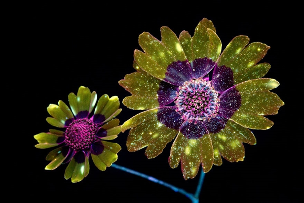 紫外线下拍摄的花朵 原来是这般美丽模样