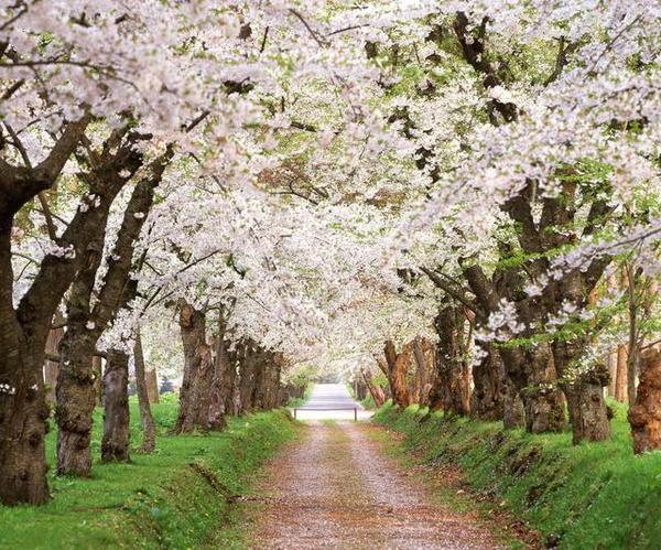 日本东京樱花盛开 游客开卡丁车赏花 日本看樱花最好的地方在哪？（3）