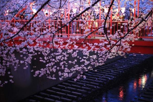 日本东京樱花盛开 游客开卡丁车赏花 日本看樱花最好的地方在哪？（3）