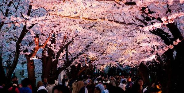 日本东京樱花盛开 游客开卡丁车赏花 日本看樱花最好的地方在哪？（2）