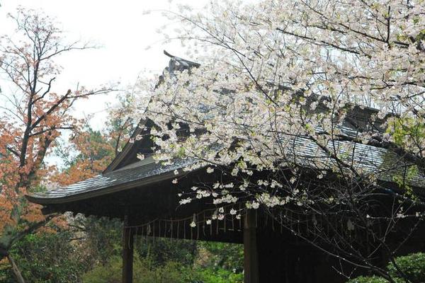 日本东京樱花盛开 游客开卡丁车赏花 日本看樱花最好的地方在哪？