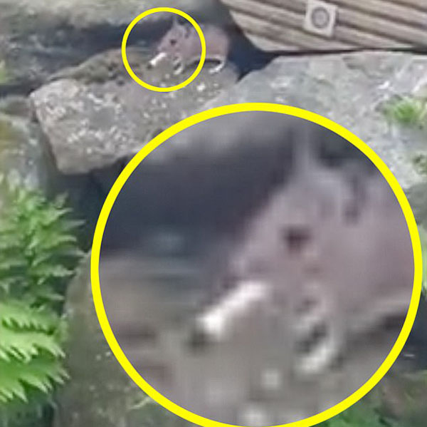 英国女子拍到一只老鼠叼烟钻出洞画面 令人称奇