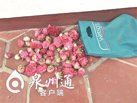 泉州大妈偷花被抓现行 反扬言要教训工作人员