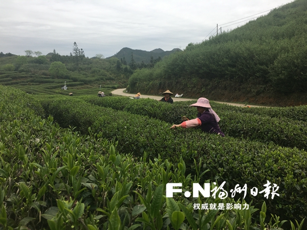 福州永泰：一座茶厂 带动七村致富