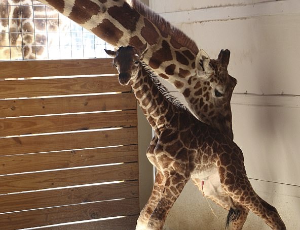 纽约一动物园直播长颈鹿分娩 引百万人“围观”