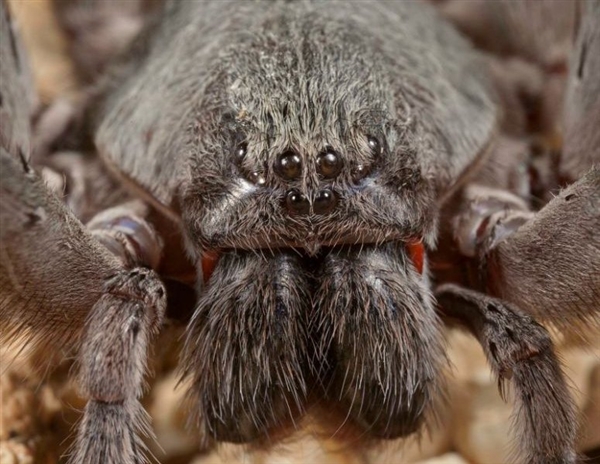 墨西哥惊现新种巨型蜘蛛：四对眼 红色獠牙恐怖