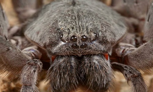 4对眼睛2根獠牙 墨西哥发现罕见新型巨型蜘蛛