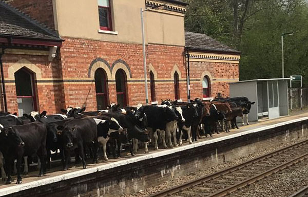 英国火车站台遭牛群涌入 致使列车被迫停运