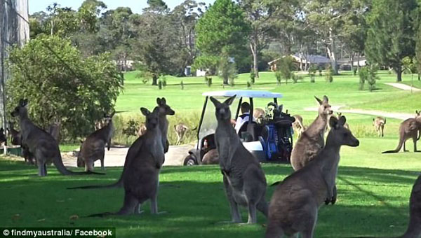 澳袋鼠不请自来 抢占高尔夫球场享受休闲时光