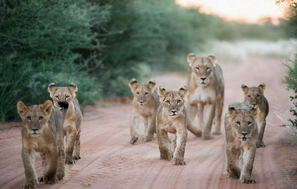 姐妹情深！南非母狮替死去妹妹抚养其7只幼崽